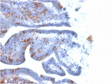 Anti-SOX2 antibody [SOX2/1791] used in IHC (Paraffin sections) (IHC-P). GTX35086