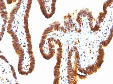 Anti-SUMO1 antibody [SPM571] used in IHC (Paraffin sections) (IHC-P). GTX35093