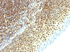 Anti-SUMO2 antibody [SPM621] used in IHC (Paraffin sections) (IHC-P). GTX35096