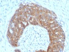 Anti-TFF1 antibody [SPM313] used in IHC (Paraffin sections) (IHC-P). GTX35100