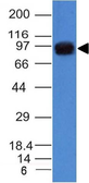 Anti-UACA antibody [UACA/1222] used in Western Blot (WB). GTX35156