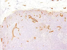 Anti-VWF antibody [VWF635] used in IHC (Paraffin sections) (IHC-P). GTX35166