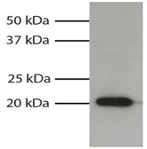 Goat Anti-Mouse IgG1 (Heavy chain) antibody, pre-adsorbed (HRP). GTX35185