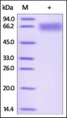 Human ILT-4 protein, His tag (active). GTX35193-pro