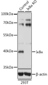 Anti-IKB alpha antibody used in Western Blot (WB). GTX35198