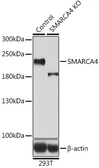 Anti-BRG1 antibody used in Western Blot (WB). GTX35204