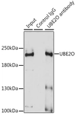 Anti-UBE2O antibody used in Immunoprecipitation (IP). GTX35205
