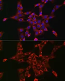 Anti-RAB5A antibody used in Immunocytochemistry/ Immunofluorescence (ICC/IF). GTX35207