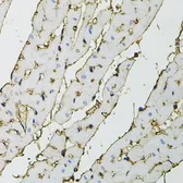 Anti-Annexin II antibody used in IHC (Paraffin sections) (IHC-P). GTX35208