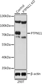 Anti-SHP2 antibody used in Western Blot (WB). GTX35210