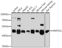 Anti-MEK1 antibody used in Western Blot (WB). GTX35212