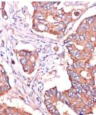 Anti-IFITM3 antibody used in IHC (Paraffin sections) (IHC-P). GTX35214