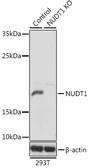 Anti-MTH1 antibody used in Western Blot (WB). GTX35216