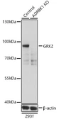 Anti-GRK2 antibody used in Western Blot (WB). GTX35230