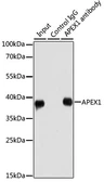 Anti-APE1 antibody used in Immunoprecipitation (IP). GTX35233