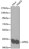 Anti-APE1 antibody used in Western Blot (WB). GTX35233