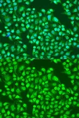 Anti-Integrin alpha 2 antibody used in Immunocytochemistry/ Immunofluorescence (ICC/IF). GTX35237