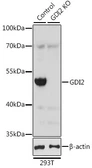 Anti-GDI2 antibody used in Western Blot (WB). GTX35241