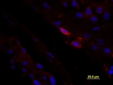 Anti-CD163 antibody used in IHC (Paraffin sections) (IHC-P). GTX35247