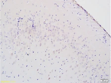 Anti-8-OHdG antibody used in IHC (Paraffin sections) (IHC-P). GTX35250
