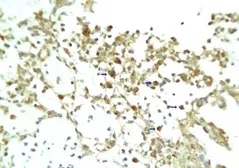 Anti-RELM alpha antibody used in IHC (Paraffin sections) (IHC-P). GTX37350