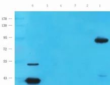 Anti-PGC1 alpha antibody used in Western Blot (WB). GTX37356