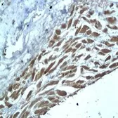 Anti-IL9 antibody used in IHC (Paraffin sections) (IHC-P). GTX37408