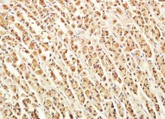 Anti-VWCE antibody used in IHC (Paraffin sections) (IHC-P). GTX37414