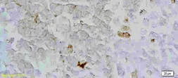 Anti-GPR54 antibody used in IHC (Paraffin sections) (IHC-P). GTX37417