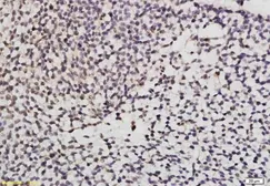 Anti-GATA6 antibody used in IHC (Paraffin sections) (IHC-P). GTX37422