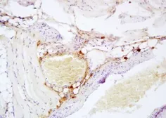 Anti-CD26 antibody used in IHC (Paraffin sections) (IHC-P). GTX37454