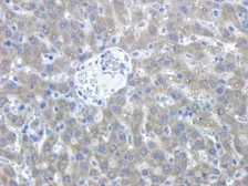 Anti-Semaphorin 3A antibody used in IHC (Paraffin sections) (IHC-P). GTX37550