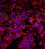 Anti-PACAP antibody used in IHC (Frozen sections) (IHC-Fr). GTX37576