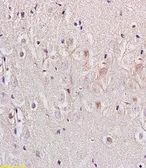 Anti-Nociceptin Receptor antibody used in IHC (Paraffin sections) (IHC-P). GTX37594
