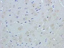 Anti-NeuN antibody used in IHC (Paraffin sections) (IHC-P). GTX37604