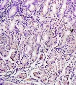 Anti-Leptin antibody used in IHC (Paraffin sections) (IHC-P). GTX37638