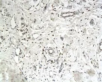 Anti-IASPP antibody used in IHC (Paraffin sections) (IHC-P). GTX37659
