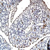 Anti-GIP antibody used in IHC (Paraffin sections) (IHC-P). GTX37687