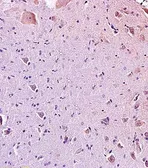 Anti-Galanin antibody used in IHC (Paraffin sections) (IHC-P). GTX37691