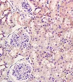 Anti-KGF antibody used in IHC (Paraffin sections) (IHC-P). GTX37698
