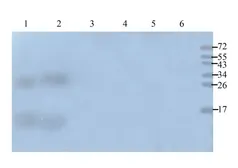 Anti-Emp1 antibody used in Western Blot (WB). GTX37707