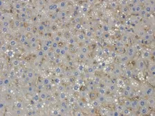 Anti-Collagen X antibody used in IHC (Paraffin sections) (IHC-P). GTX37732