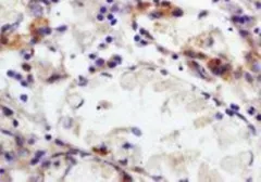 Anti-CD66b antibody used in IHC (Paraffin sections) (IHC-P). GTX37742