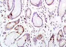 Anti-CD33 antibody used in IHC (Paraffin sections) (IHC-P). GTX37753