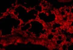 Anti-CD24 antibody used in IHC (Paraffin sections) (IHC-P). GTX37755