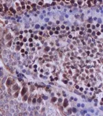 Anti-Caspase 12 antibody used in IHC (Paraffin sections) (IHC-P). GTX37762