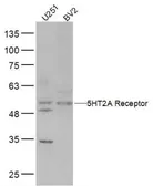Anti-5-HT2A receptor antibody used in Western Blot (WB). GTX37799