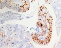 Anti-WDR83 antibody used in IHC (Paraffin sections) (IHC-P). GTX38544