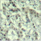Anti-Aurora A (phospho Thr288) antibody used in IHC (Paraffin sections) (IHC-P). GTX38590