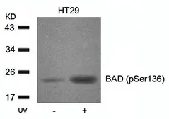 Anti-Bad (phospho Ser136) antibody used in Western Blot (WB). GTX38680